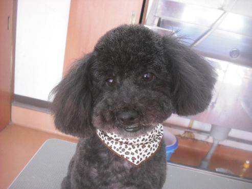 ファイル 3374-1.jpg