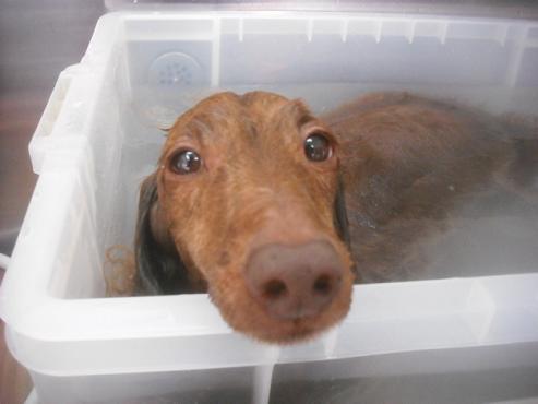 ファイル 3379-2.jpg