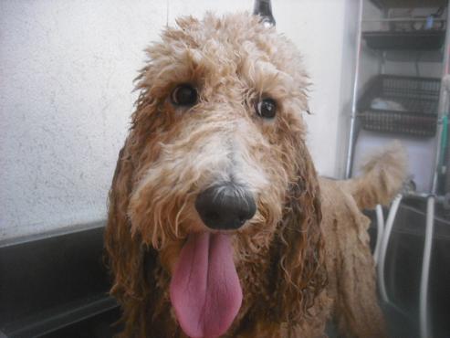 ファイル 3382-1.jpg