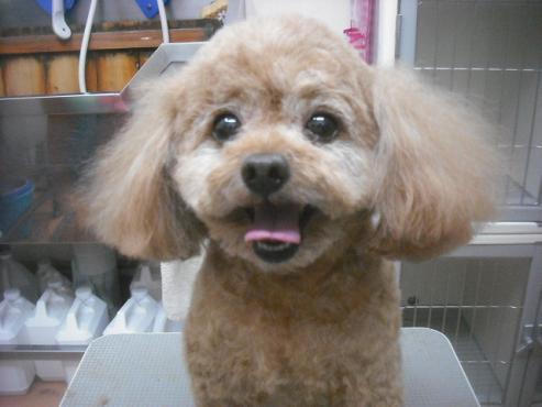 ファイル 3383-1.jpg