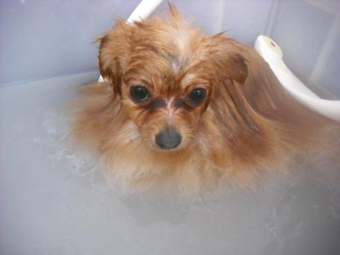 ファイル 3385-1.jpg