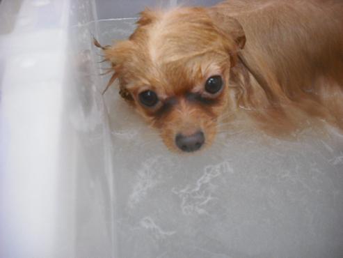 ファイル 3386-1.jpg