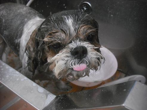 ファイル 3387-1.jpg