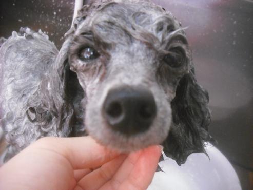 ファイル 3389-1.jpg