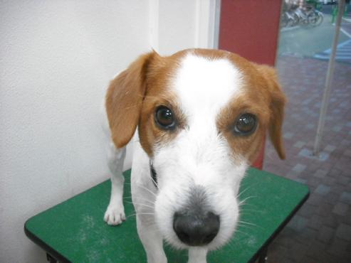 ファイル 339-1.jpg