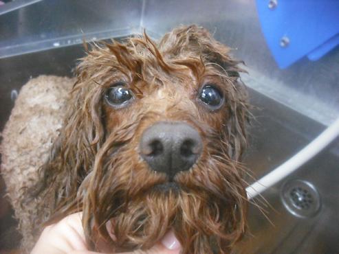 ファイル 3390-1.jpg