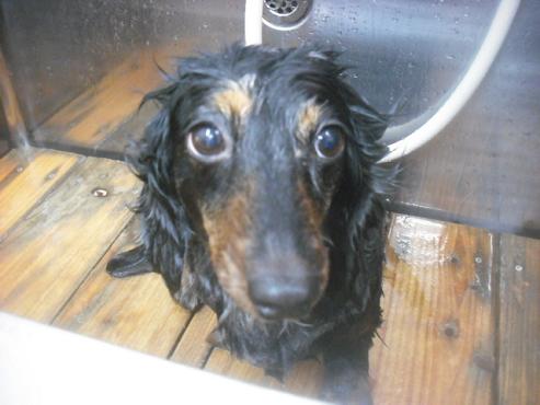 ファイル 3393-1.jpg