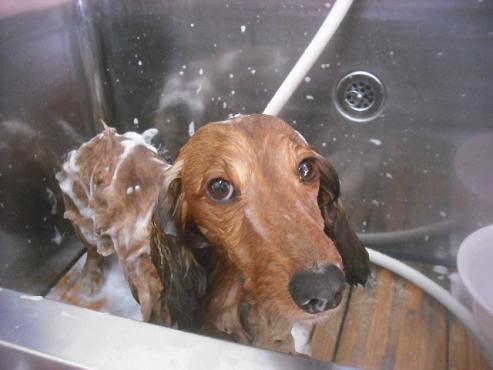 ファイル 3395-1.jpg