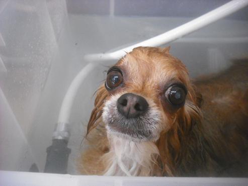 ファイル 3396-1.jpg