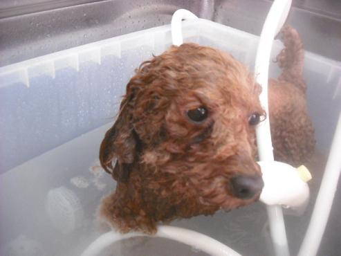 ファイル 3399-1.jpg