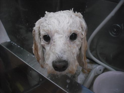 ファイル 3402-1.jpg