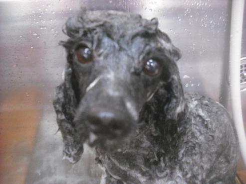 ファイル 3406-1.jpg