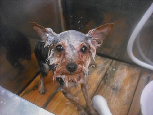 ファイル 3408-1.jpg