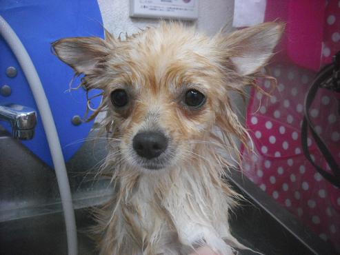 ファイル 3411-1.jpg