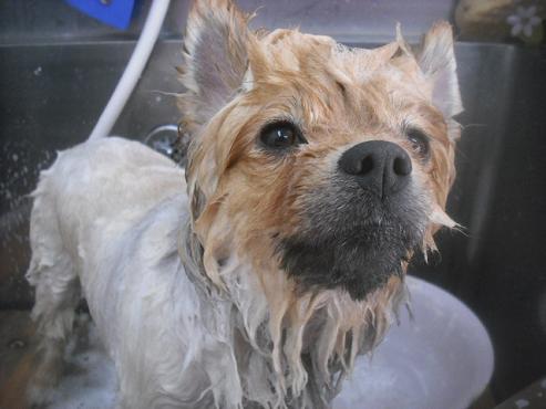 ファイル 3412-1.jpg