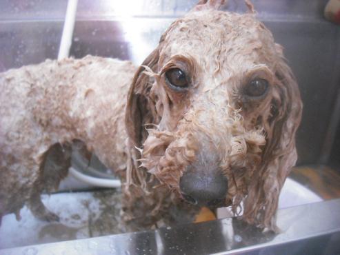 ファイル 3413-1.jpg