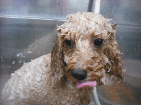 ファイル 3417-1.jpg