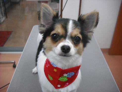 ファイル 342-1.jpg