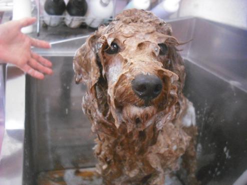 ファイル 3423-1.jpg