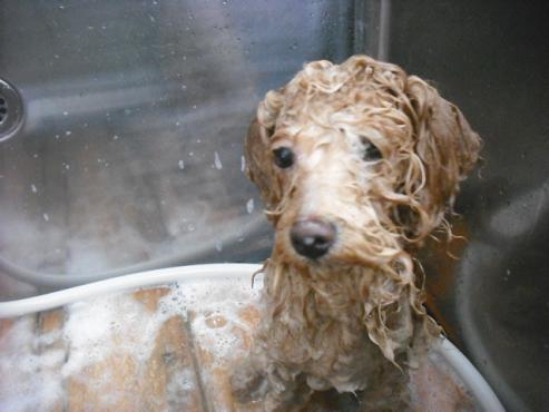 ファイル 3425-1.jpg