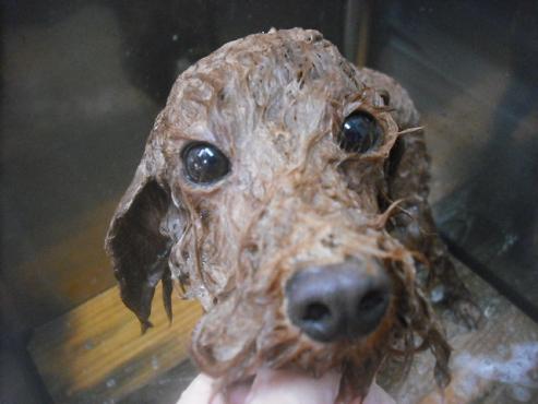 ファイル 3432-1.jpg