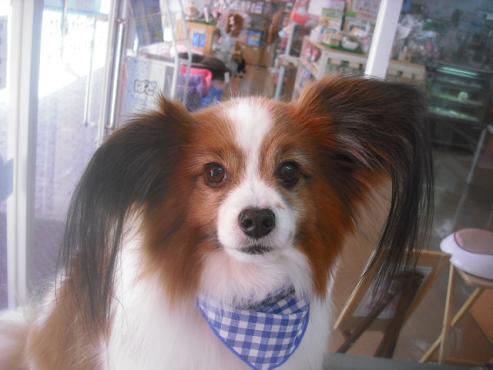 ファイル 3434-1.jpg