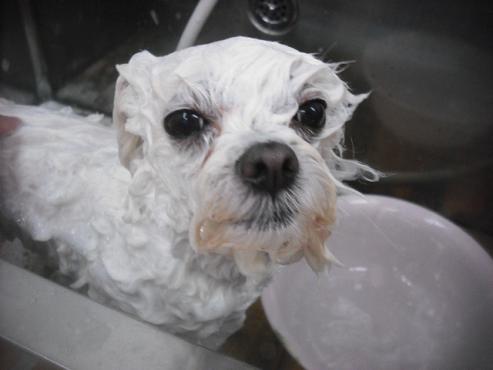 ファイル 3436-1.jpg