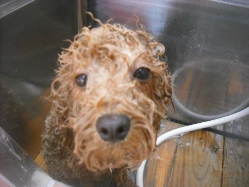 ファイル 3441-2.jpg