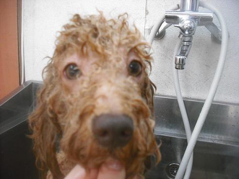 ファイル 3443-2.jpg