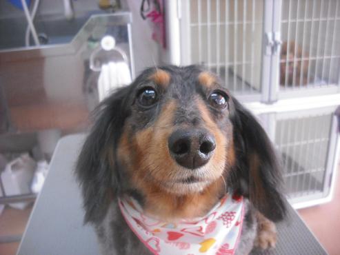 ファイル 3444-1.jpg