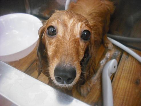 ファイル 3447-2.jpg