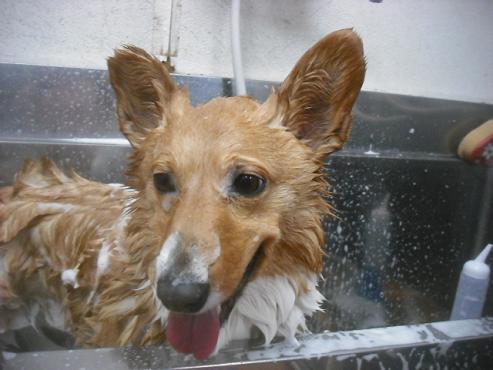 ファイル 3453-2.jpg