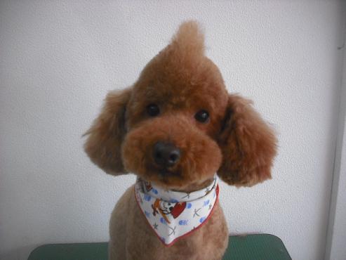 ファイル 3455-1.jpg