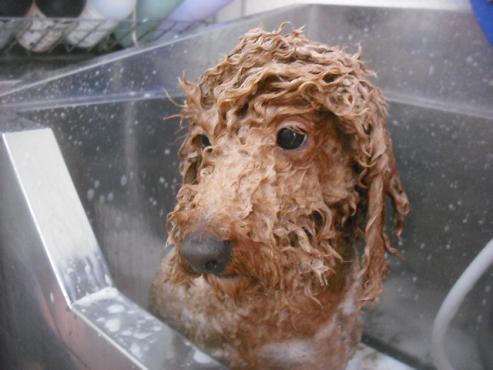 ファイル 3455-2.jpg