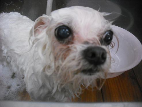 ファイル 3462-2.jpg