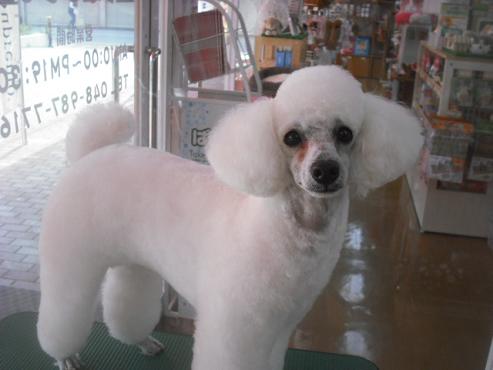 ファイル 3484-1.jpg