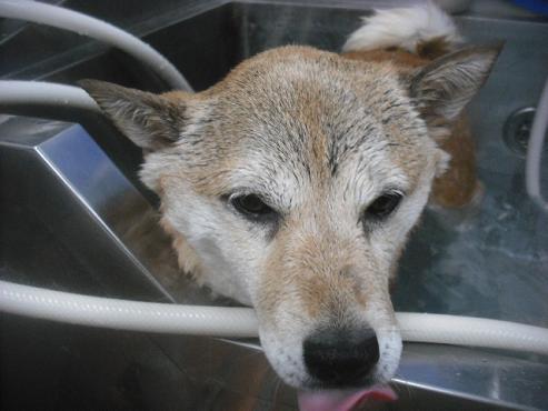 ファイル 3485-2.jpg