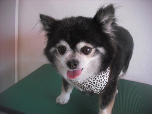 ファイル 3489-1.jpg