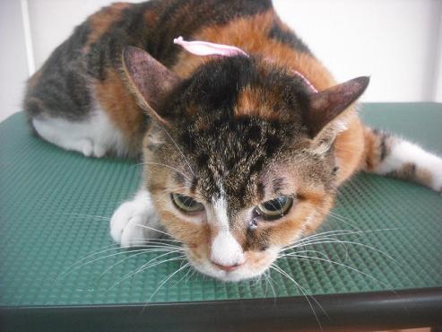 ファイル 3491-1.jpg