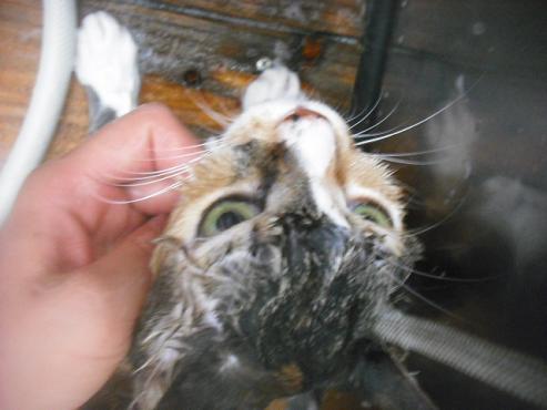 ファイル 3491-2.jpg