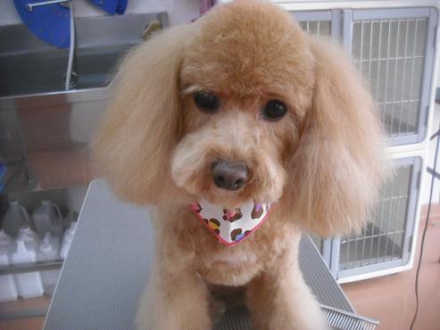 ファイル 3493-1.jpg