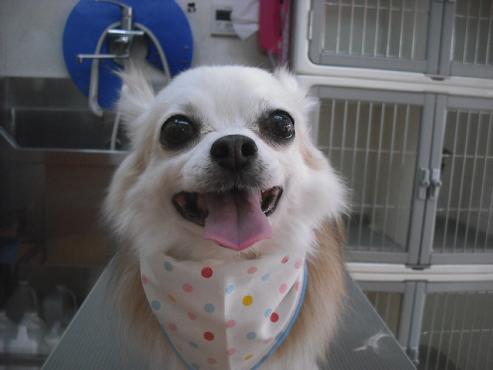 ファイル 3495-1.jpg