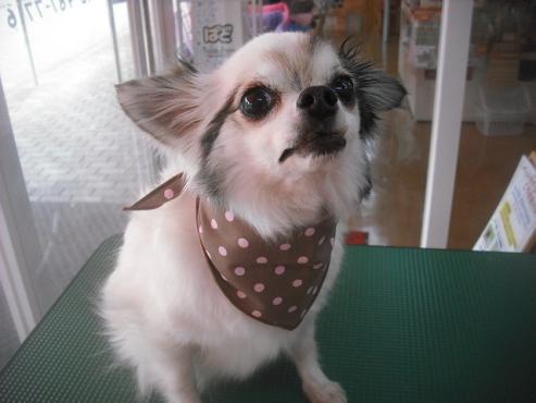 ファイル 3496-1.jpg