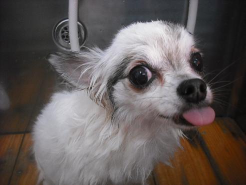 ファイル 3496-2.jpg