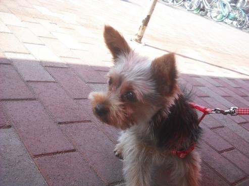 ファイル 3509-2.jpg