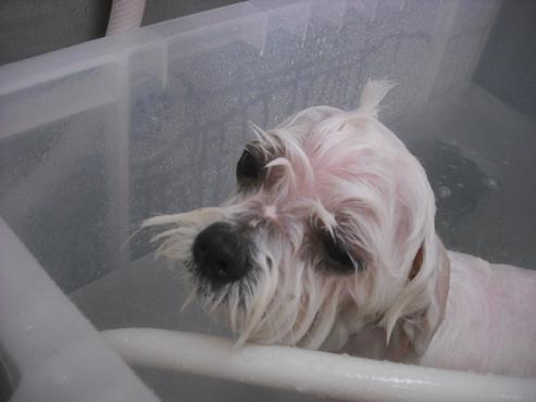 ファイル 3512-2.jpg