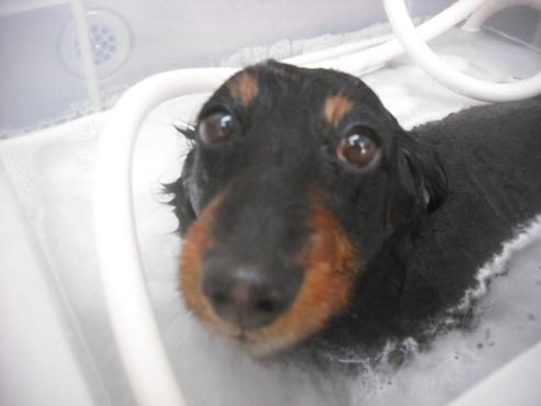 ファイル 3515-2.jpg