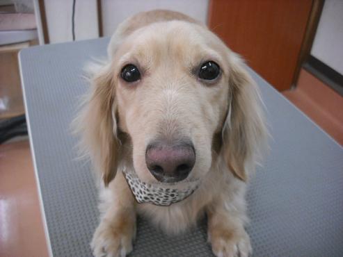 ファイル 3525-1.jpg