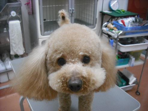 ファイル 3526-1.jpg