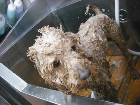 ファイル 3526-2.jpg